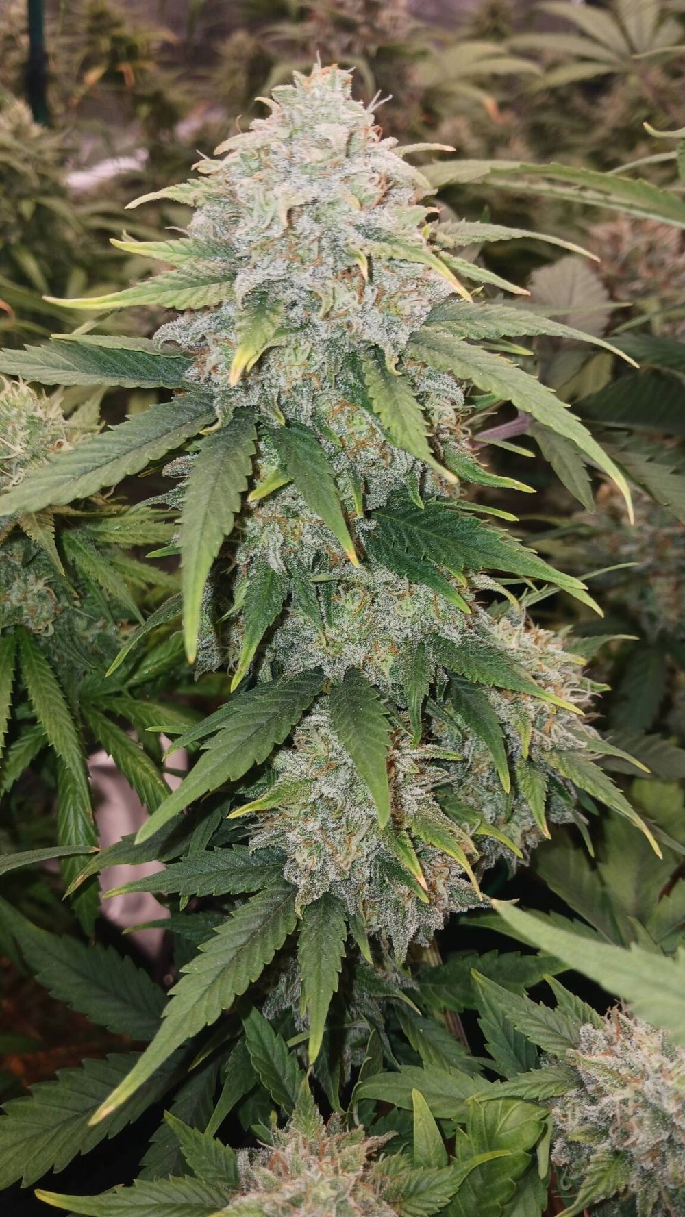 Sour Crack Auto Semi Mephisto Genetics Bear Bush