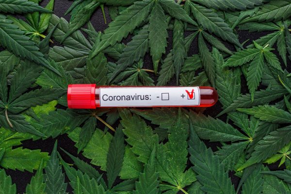 Cannabis per combattere Covid 19 Coronavirus