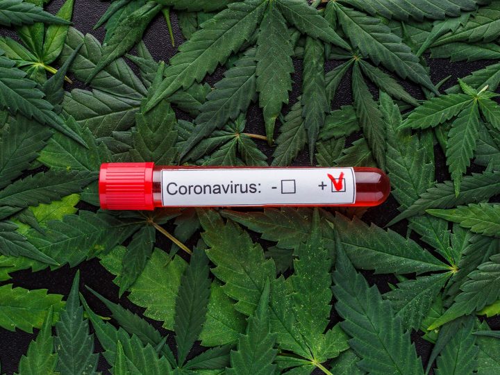 Cannabis e COVID-19: i composti della pianta possono aiutare a combattere la malattia?