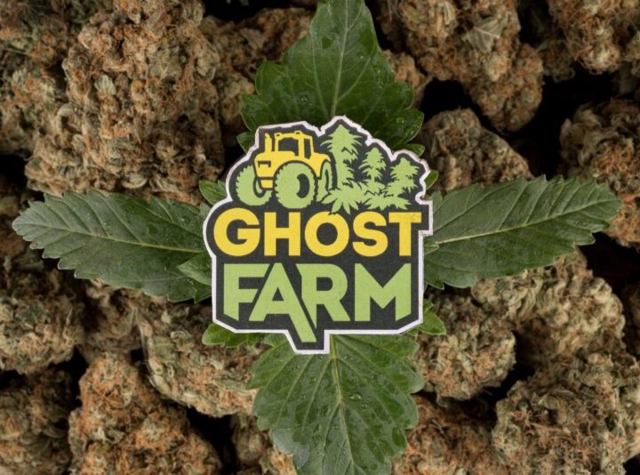 Ghost Farm, da Arezzo, la cannabis light di qualità. #ITALIANGROWITBETTER