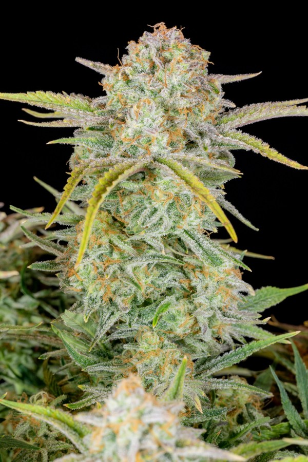 BearBush-Bear-Bush-Botanical-Collective-Fast-Buds-Bruce-Banner-Auto-11
