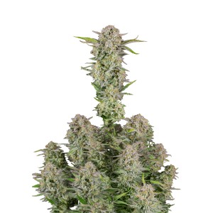 BearBush-Bear-Bush-Botanical-Collective-Fast-Buds-Bruce-Banner-Auto-2