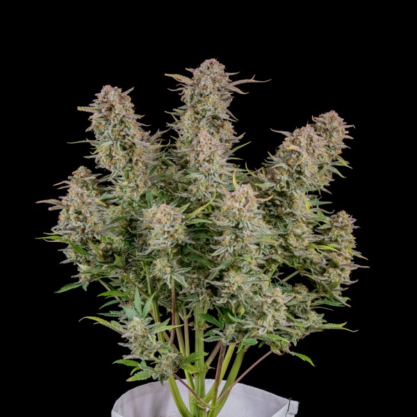 BearBush-Bear-Bush-Botanical-Collective-Fast-Buds-Bruce-Banner-Auto-3