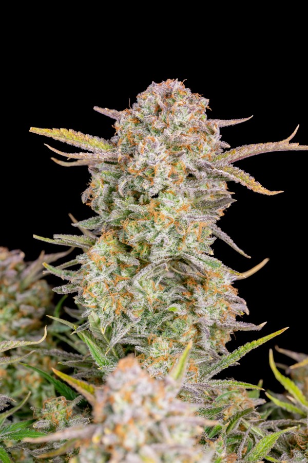 BearBush-Bear-Bush-Botanical-Collective-Fast-Buds-Bruce-Banner-Auto-5