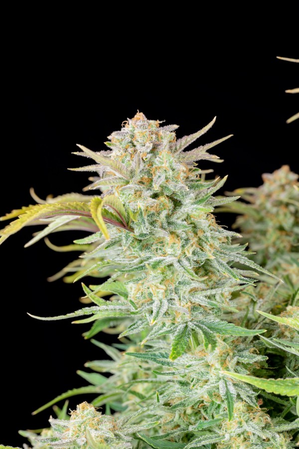 BearBush-Bear-Bush-Botanical-Collective-Fast-Buds-Bruce-Banner-Auto-7