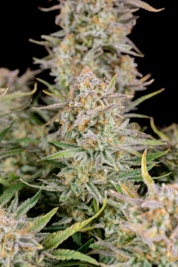 BearBush-Bear-Bush-Botanical-Collective-Fast-Buds-Bruce-Banner-Auto-9