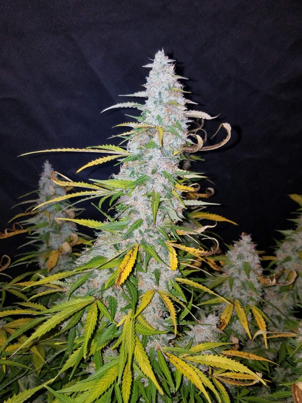 BearBush-Bear-Bush-Botanical-Collective-Fast-Buds-Californian-Snow-Auto-10