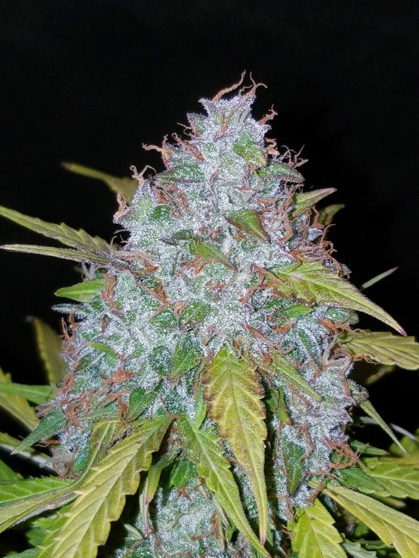 BearBush-Bear-Bush-Botanical-Collective-Fast-Buds-Californian-Snow-Auto-11