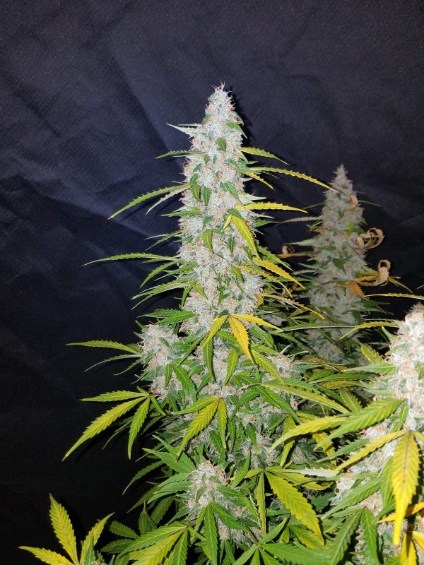 BearBush-Bear-Bush-Botanical-Collective-Fast-Buds-Californian-Snow-Auto-12