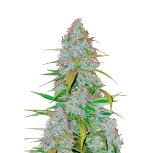 BearBush-Bear-Bush-Botanical-Collective-Fast-Buds-Californian-Snow-Auto-2