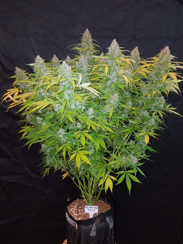 BearBush-Bear-Bush-Botanical-Collective-Fast-Buds-Californian-Snow-Auto-3