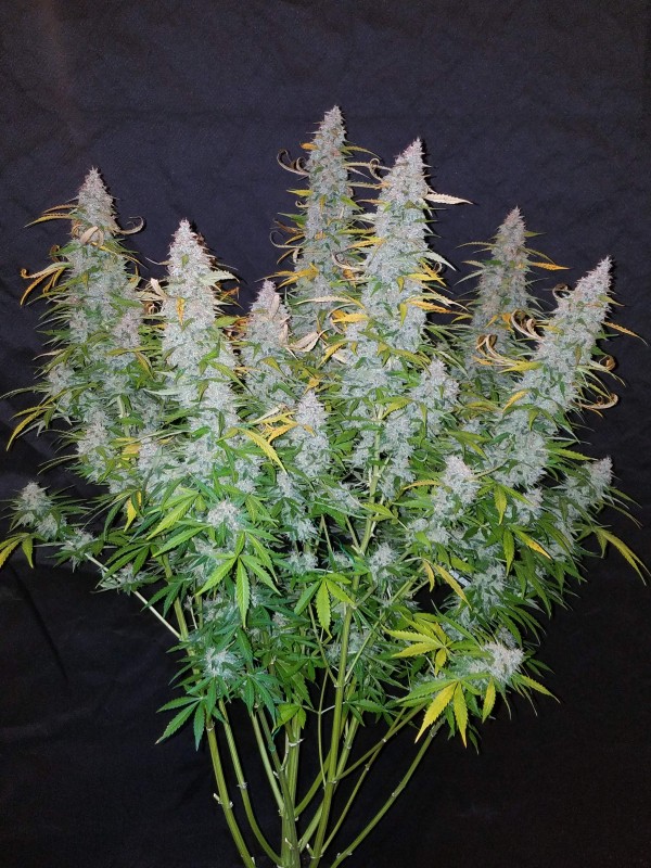 BearBush-Bear-Bush-Botanical-Collective-Fast-Buds-Californian-Snow-Auto-4