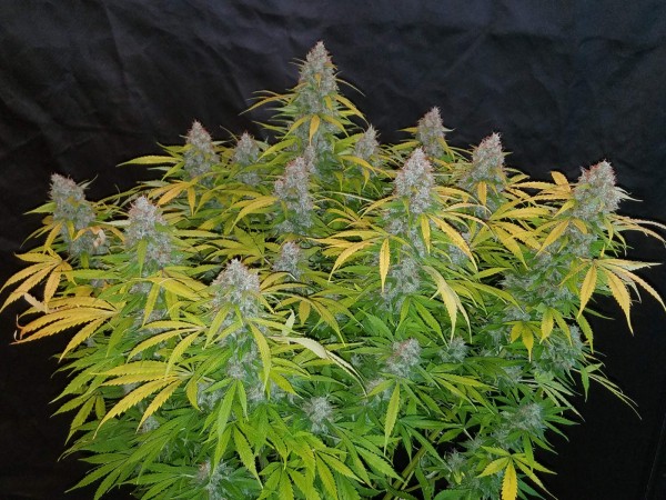 BearBush-Bear-Bush-Botanical-Collective-Fast-Buds-Californian-Snow-Auto-5