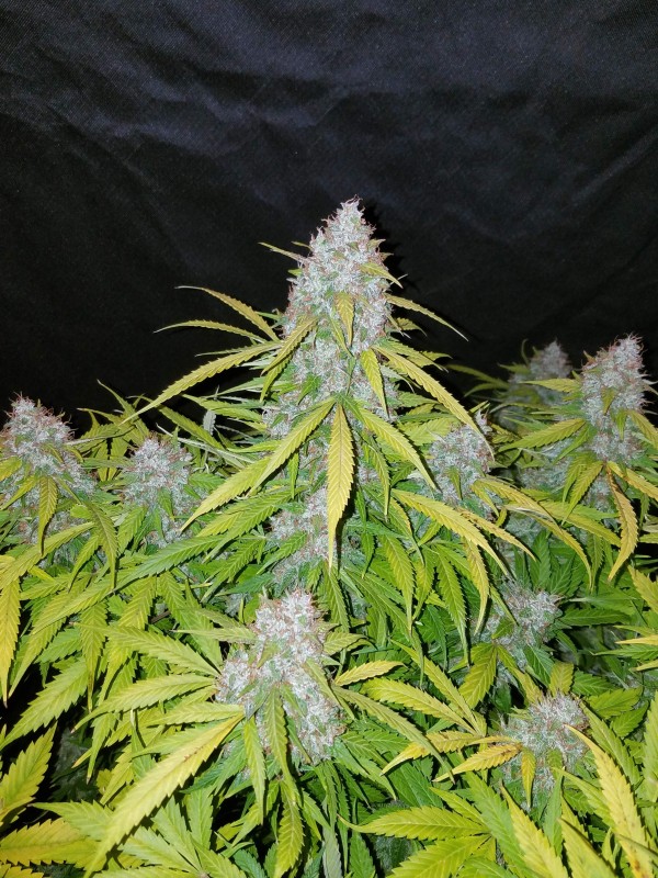 BearBush-Bear-Bush-Botanical-Collective-Fast-Buds-Californian-Snow-Auto-6