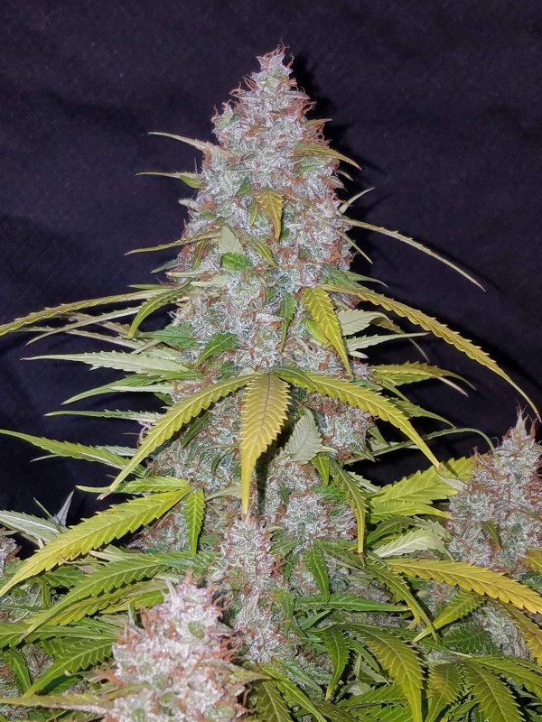 BearBush-Bear-Bush-Botanical-Collective-Fast-Buds-Californian-Snow-Auto-7