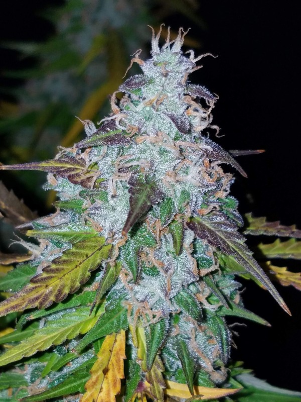BearBush-Bear-Bush-Botanical-Collective-Fast-Buds-Californian-Snow-Auto-8