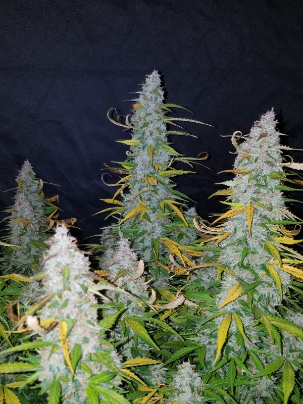 BearBush-Bear-Bush-Botanical-Collective-Fast-Buds-Californian-Snow-Auto-9