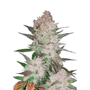BearBush-Bear-Bush-Botanical-Collective-Fast-Buds-Cream-Cookies-Auto-2