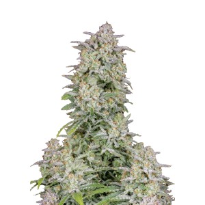 BearBush-Bear-Bush-Botanical-Collective-Fast-Buds-Forbidden-Runtz-Auto-2