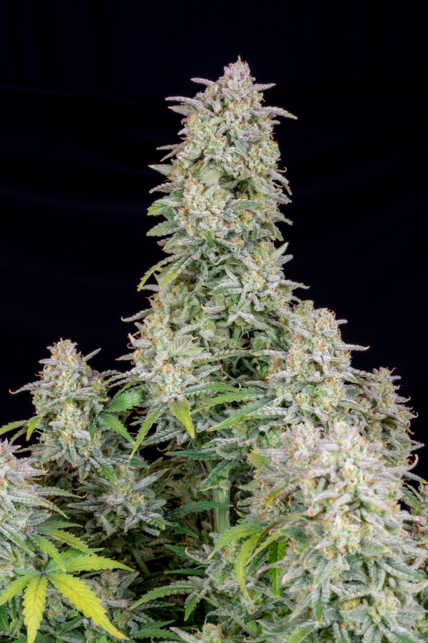 BearBush-Bear-Bush-Botanical-Collective-Fast-Buds-Forbidden-Runtz-Auto-5