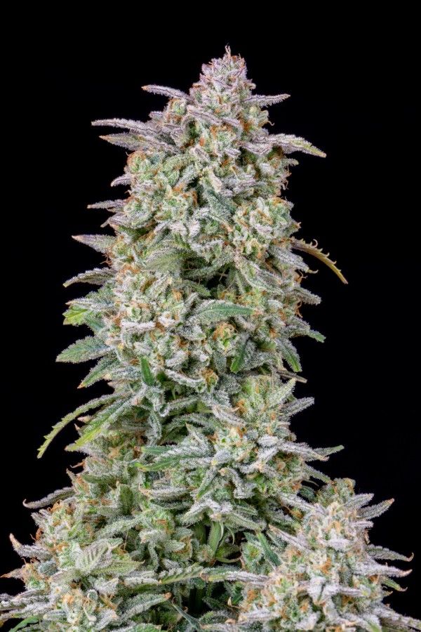 BearBush-Bear-Bush-Botanical-Collective-Fast-Buds-Forbidden-Runtz-Auto-6