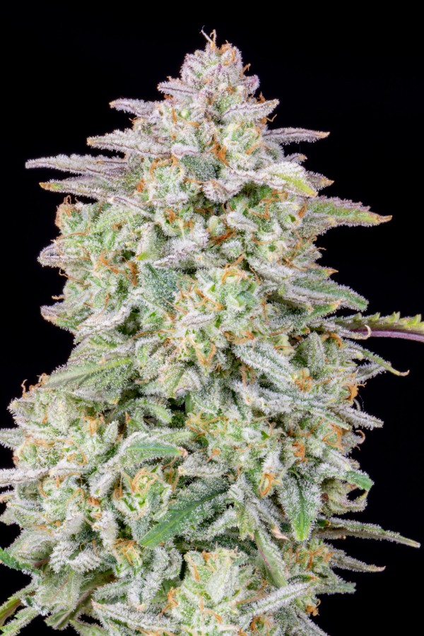 BearBush-Bear-Bush-Botanical-Collective-Fast-Buds-Forbidden-Runtz-Auto-7