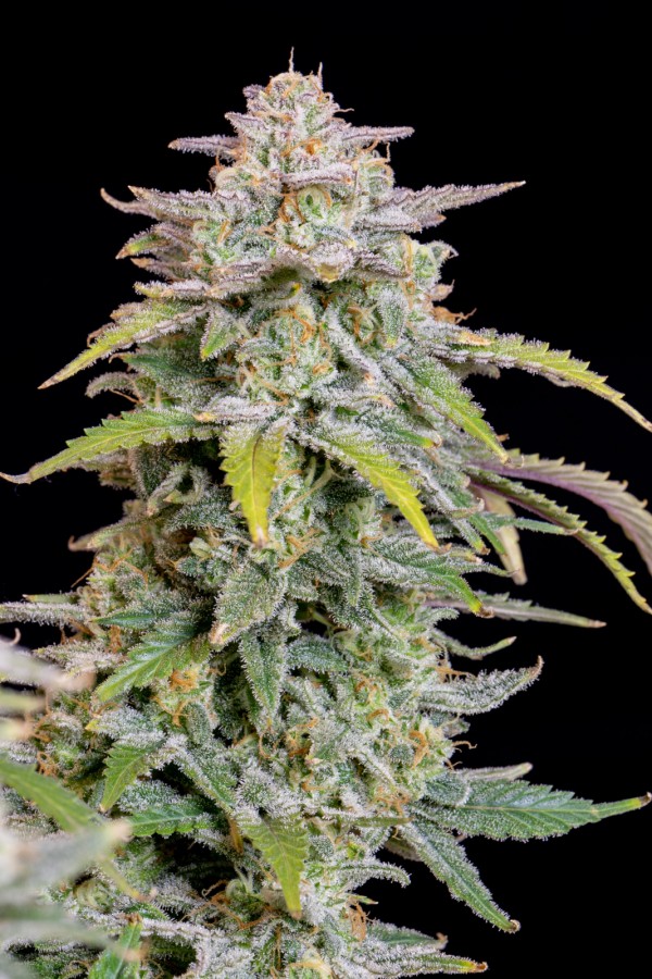 BearBush-Bear-Bush-Botanical-Collective-Fast-Buds-Forbidden-Runtz-Auto-8
