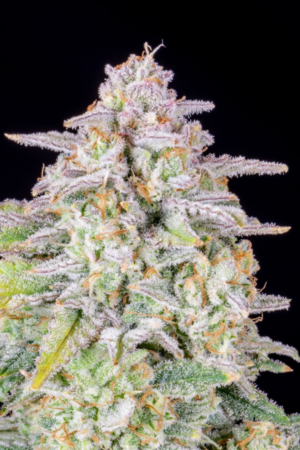 BearBush-Bear-Bush-Botanical-Collective-Fast-Buds-Forbidden-Runtz-Auto-9