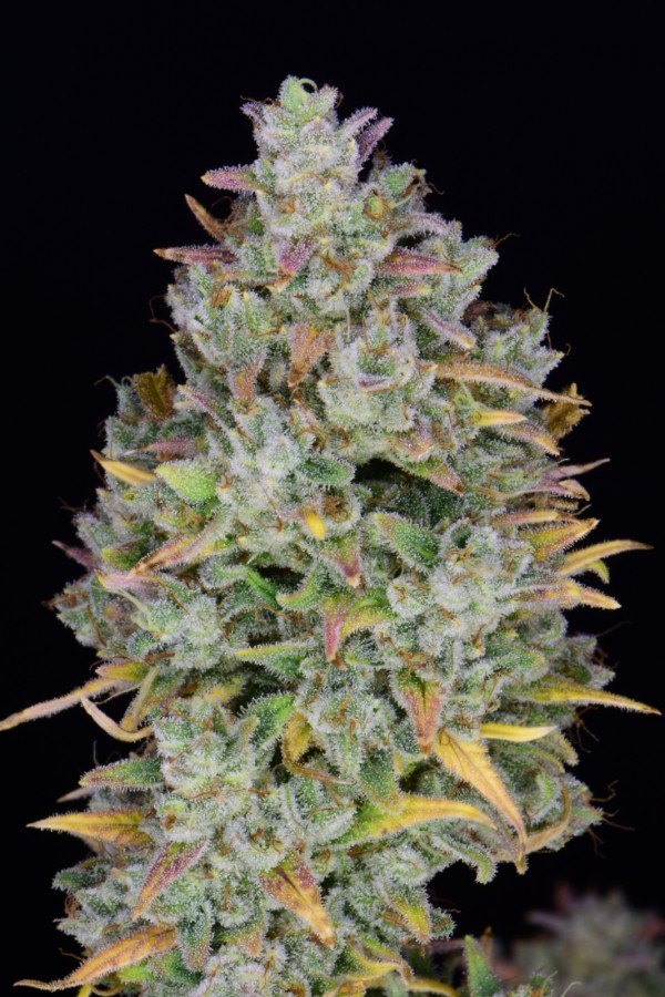 BearBush-Bear-Bush-Botanical-Collective-Fast-Buds-Gelato-Auto-10