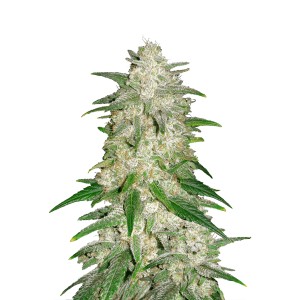BearBush-Bear-Bush-Botanical-Collective-Fast-Buds-Gelato-Auto-2