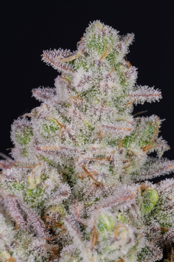 BearBush-Bear-Bush-Botanical-Collective-Fast-Buds-Gorilla-Cookies-Auto-10
