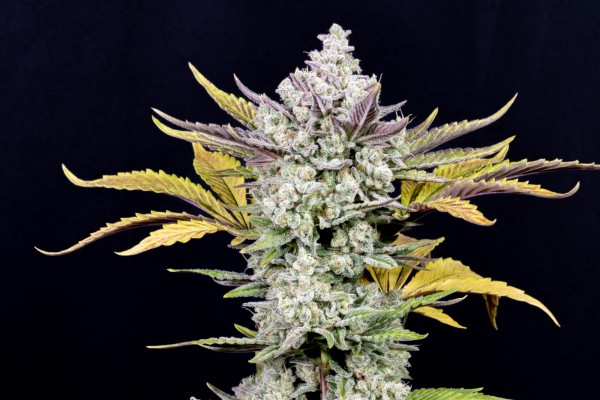BearBush-Bear-Bush-Botanical-Collective-Fast-Buds-Gorilla-Cookies-Auto-11