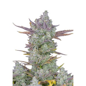 BearBush-Bear-Bush-Botanical-Collective-Fast-Buds-Gorilla-Cookies-Auto-2