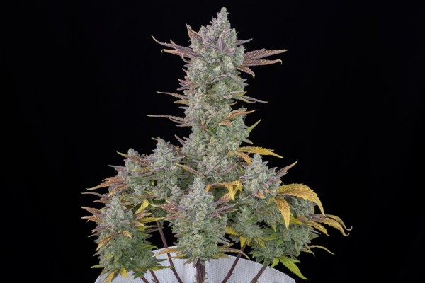 BearBush-Bear-Bush-Botanical-Collective-Fast-Buds-Gorilla-Cookies-Auto-3