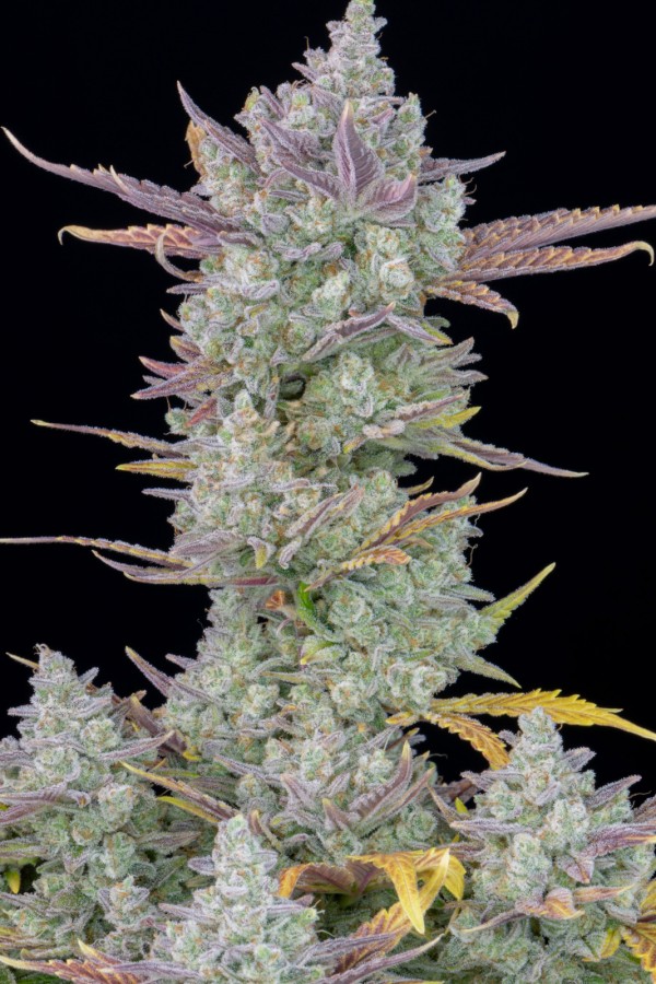 BearBush-Bear-Bush-Botanical-Collective-Fast-Buds-Gorilla-Cookies-Auto-4