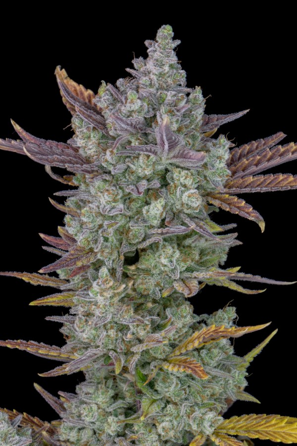 BearBush-Bear-Bush-Botanical-Collective-Fast-Buds-Gorilla-Cookies-Auto-5