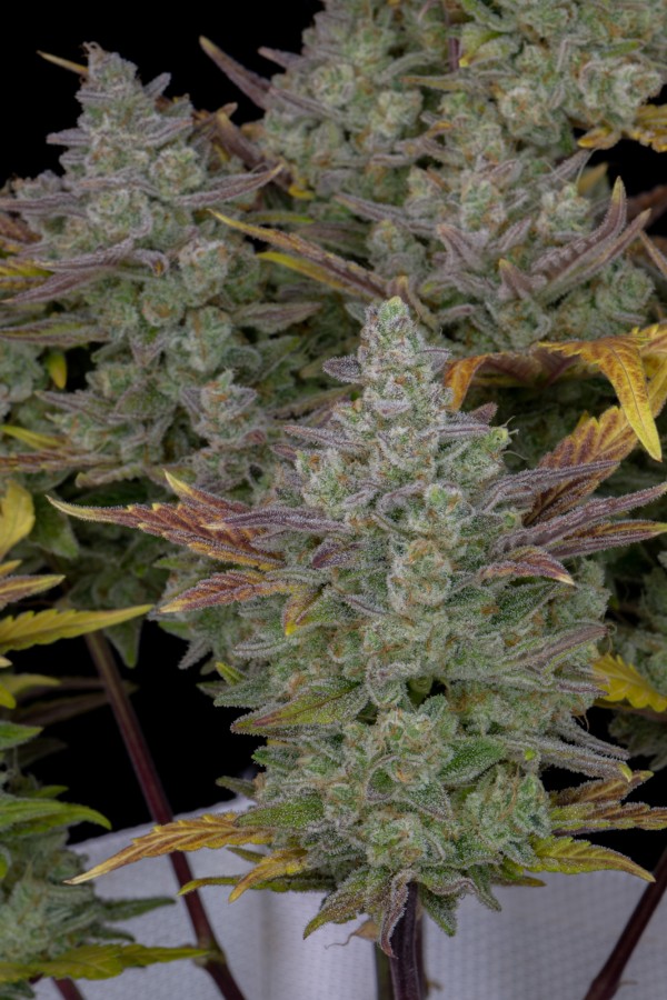 BearBush-Bear-Bush-Botanical-Collective-Fast-Buds-Gorilla-Cookies-Auto-6
