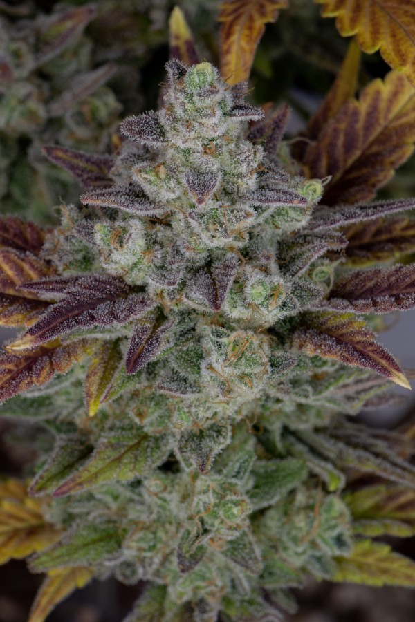 BearBush-Bear-Bush-Botanical-Collective-Fast-Buds-Gorilla-Cookies-Auto-7