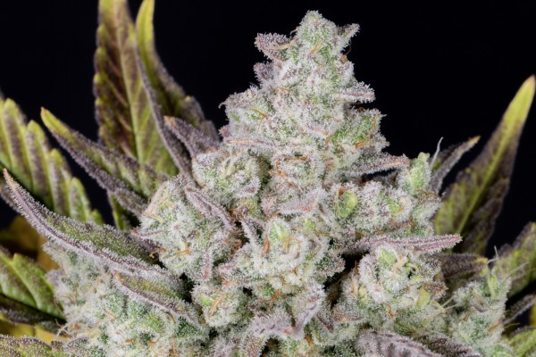 BearBush-Bear-Bush-Botanical-Collective-Fast-Buds-Gorilla-Cookies-Auto-9