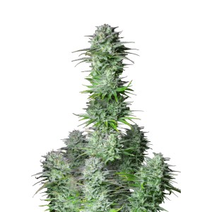 BearBush-Bear-Bush-Botanical-Collective-Fast-Buds-Kosher-Cake-Auto-2
