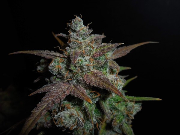 BearBush-Bear-Bush-Botanical-Collective-Fast-Buds-Lemon-AK-Auto-10