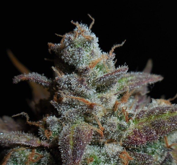BearBush-Bear-Bush-Botanical-Collective-Fast-Buds-Lemon-AK-Auto-11