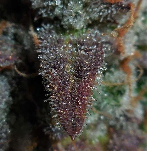 BearBush-Bear-Bush-Botanical-Collective-Fast-Buds-Lemon-AK-Auto-12