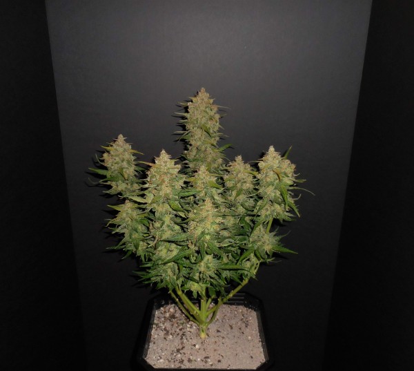 BearBush-Bear-Bush-Botanical-Collective-Fast-Buds-Lemon-AK-Auto-3