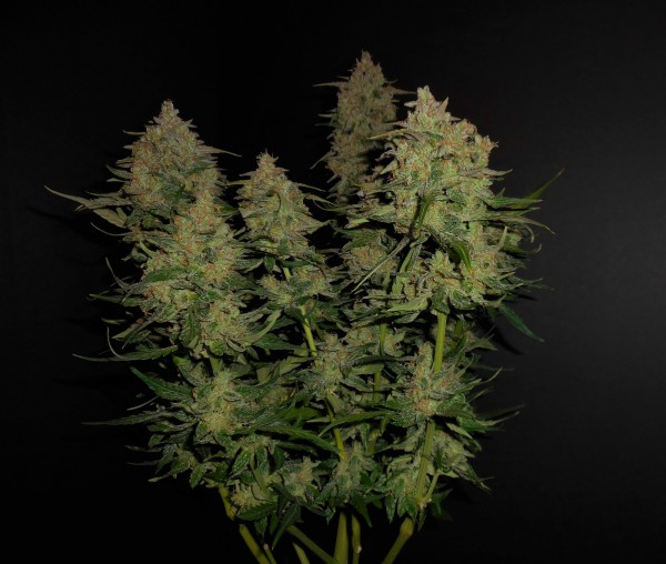 BearBush-Bear-Bush-Botanical-Collective-Fast-Buds-Lemon-AK-Auto-4