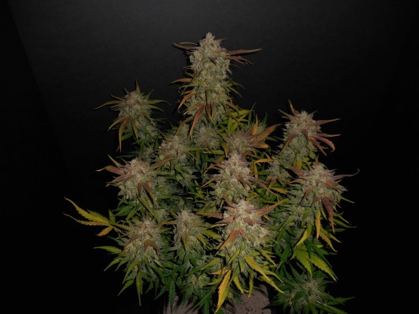 BearBush-Bear-Bush-Botanical-Collective-Fast-Buds-Lemon-AK-Auto-5
