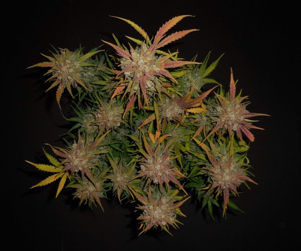 BearBush-Bear-Bush-Botanical-Collective-Fast-Buds-Lemon-AK-Auto-6