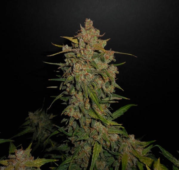 BearBush-Bear-Bush-Botanical-Collective-Fast-Buds-Lemon-AK-Auto-8