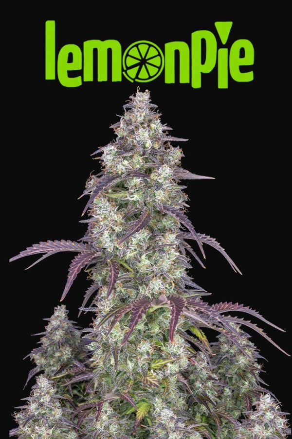 BearBush-Bear-Bush-Botanical-Collective-Fast-Buds-Lemon-Pie-Auto-10