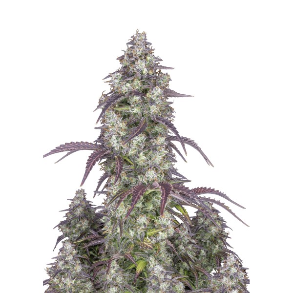 BearBush-Bear-Bush-Botanical-Collective-Fast-Buds-Lemon-Pie-Auto-2
